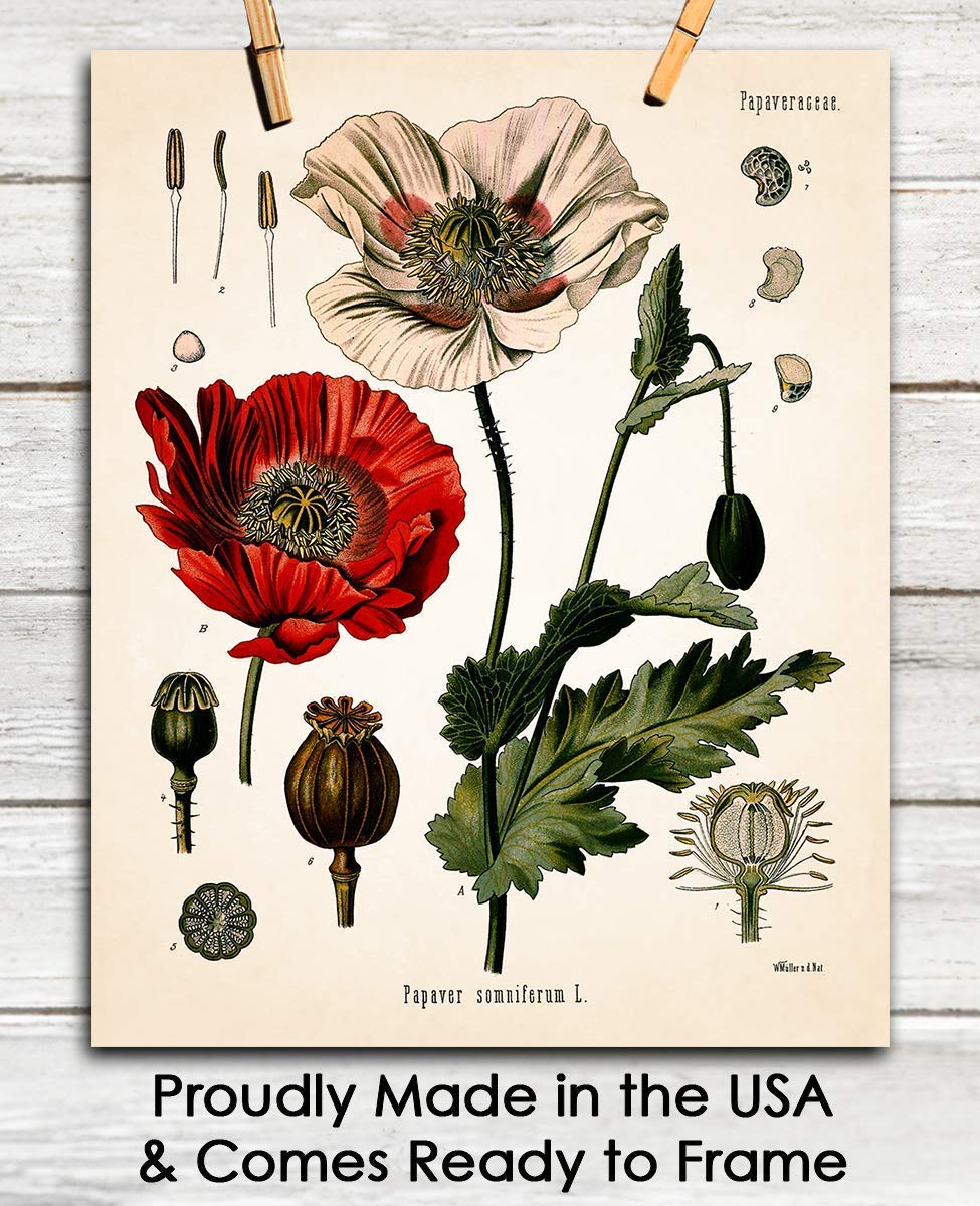 Amazon.com: Vintage Opium Poppy Botanical Wall Art - Give Your